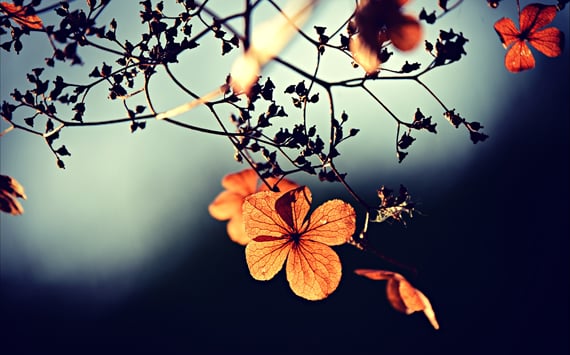 Blomster